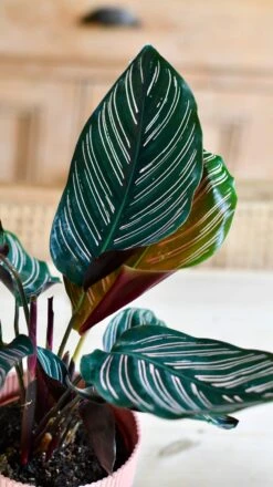 Calathea Sanderiana - Pinstripe - Prayer Plant -Happy House Plants Sale Store DSC 2046