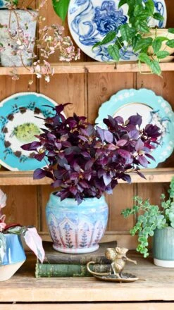 Alternanthera 'Dentata' Purple -Happy House Plants Sale Store DSC 2052