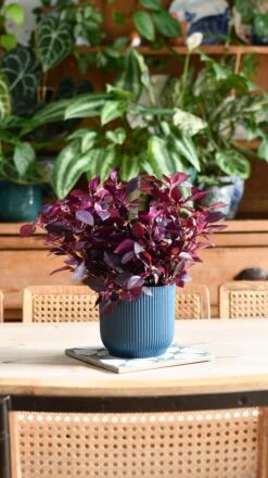 Alternanthera 'Dentata' Purple -Happy House Plants Sale Store DSC 2054