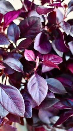 Alternanthera 'Dentata' Purple -Happy House Plants Sale Store DSC 2057