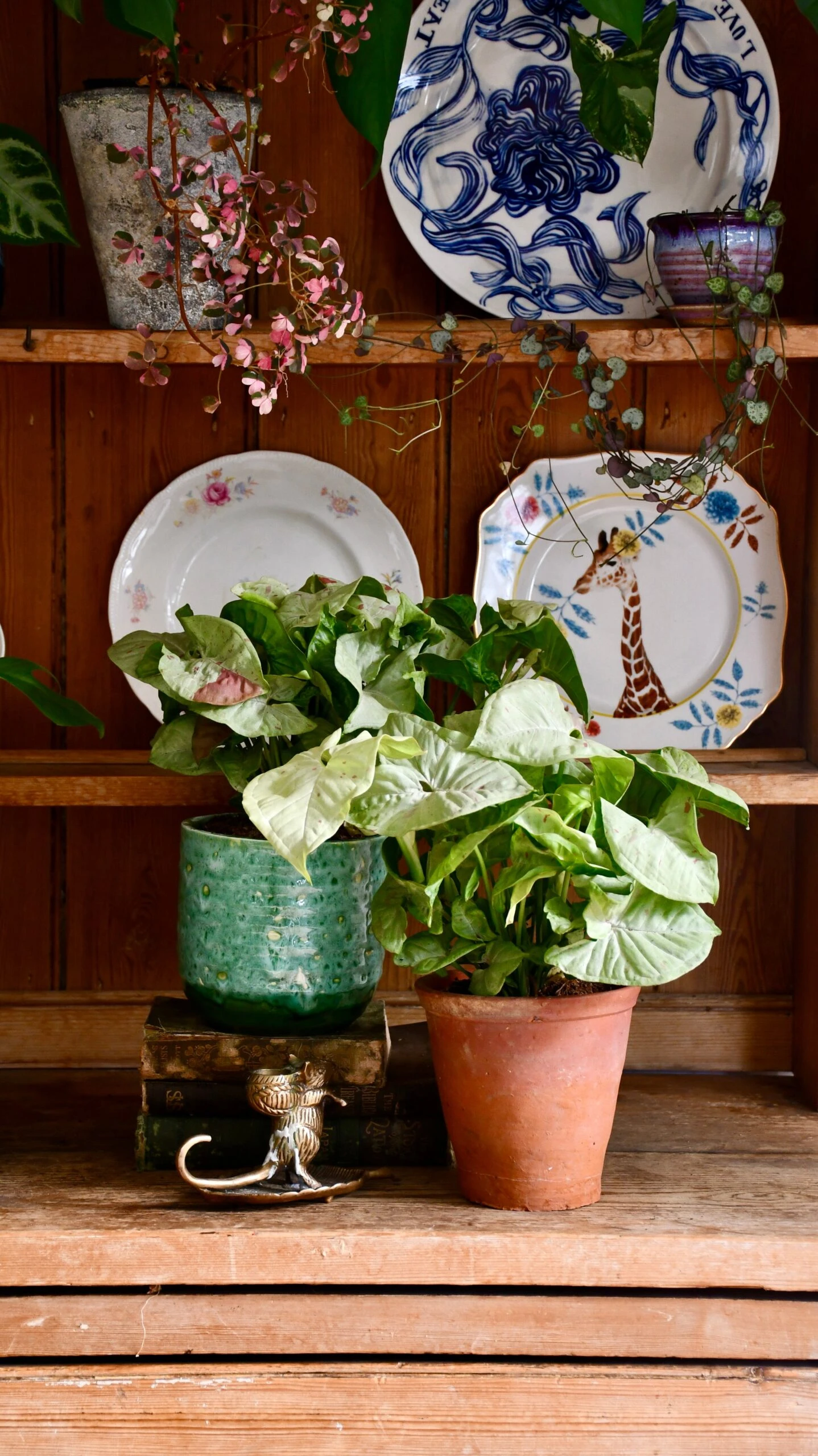 Syngonium Milk Confetti 2 Syngonium Milk Confetti - Image 2