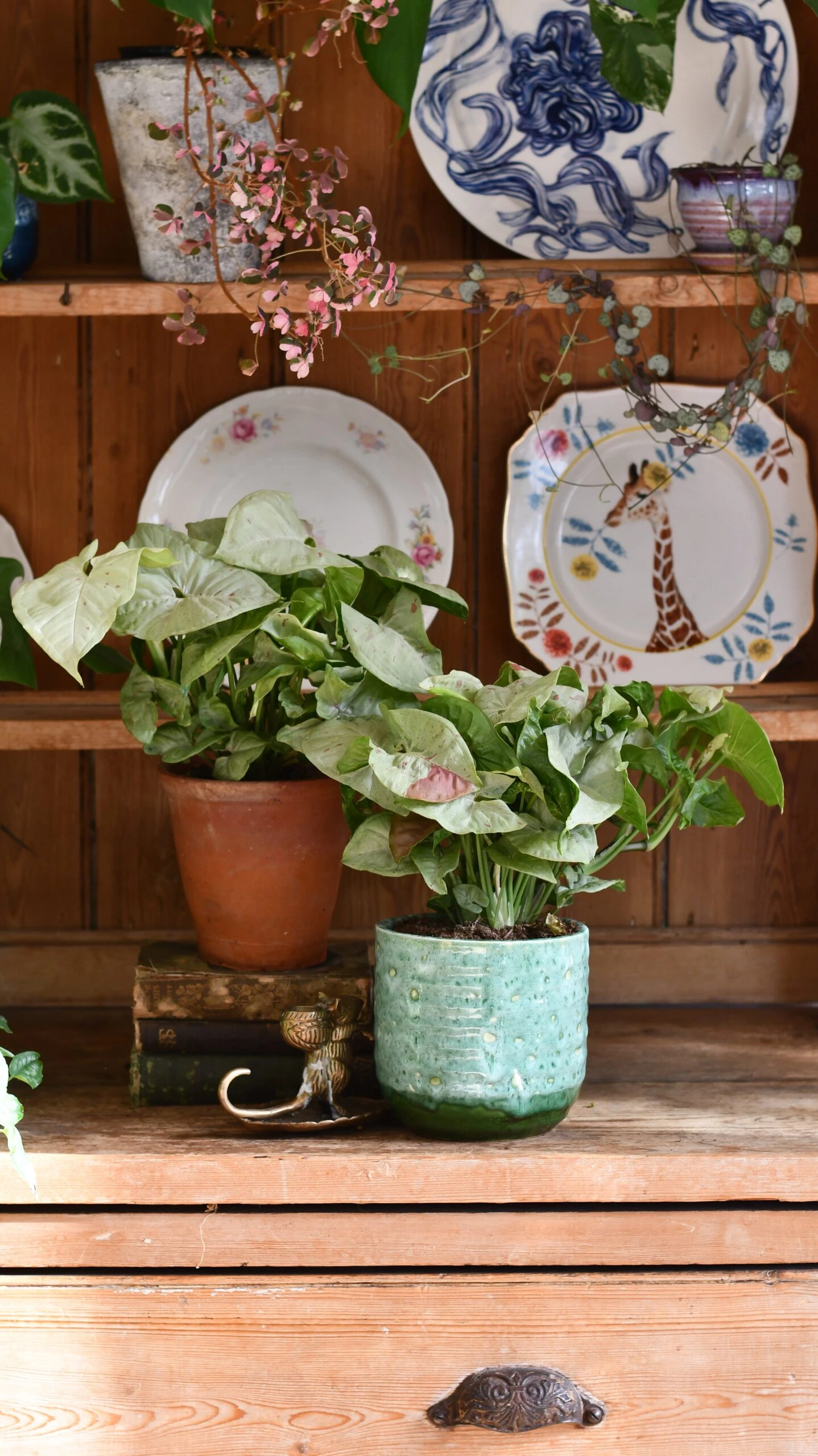 Syngonium Milk Confetti 1 Syngonium Milk Confetti