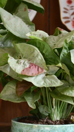 Syngonium Milk Confetti 13 Syngonium Milk Confetti -Happy House Plants Sale Store DSC 2065