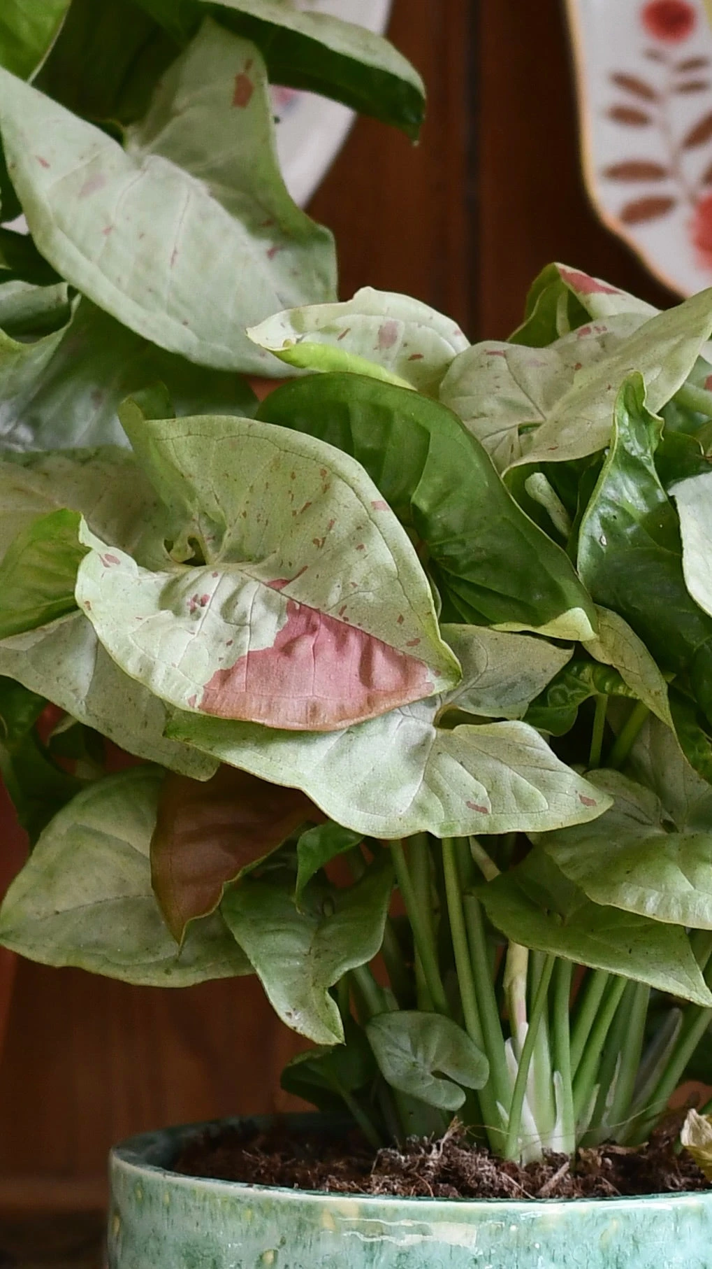 Syngonium Milk Confetti 6 Syngonium Milk Confetti - Image 6