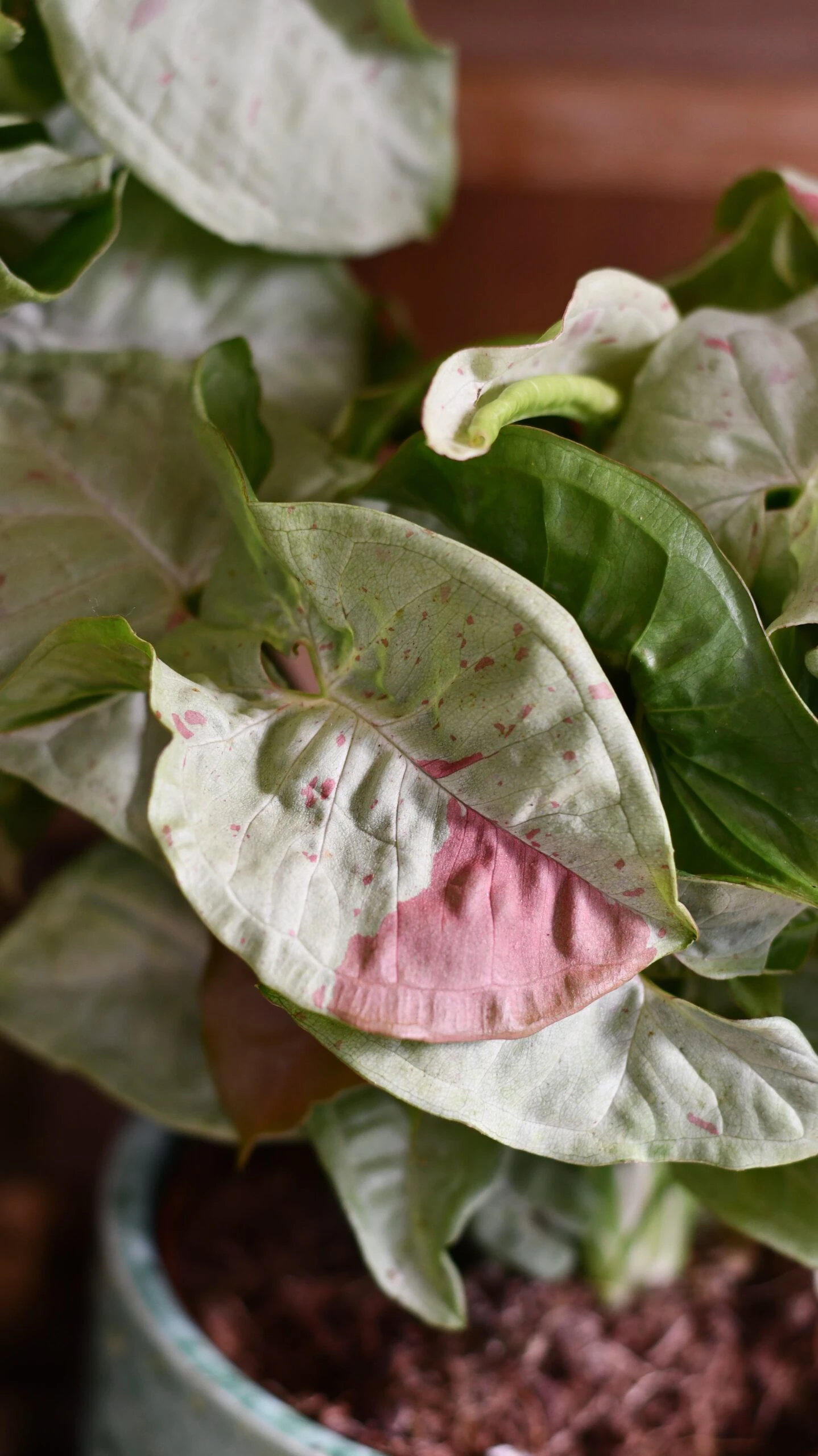 Syngonium Milk Confetti 4 Syngonium Milk Confetti - Image 4