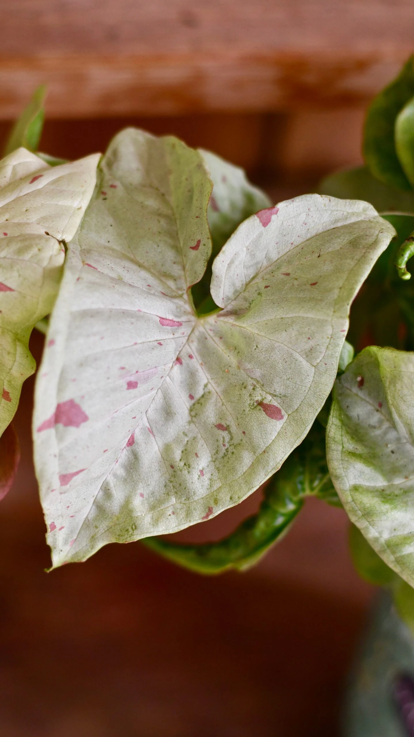 Syngonium Milk Confetti 8 Syngonium Milk Confetti - Image 8