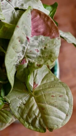 Syngonium Milk Confetti 10 Syngonium Milk Confetti -Happy House Plants Sale Store DSC 2077