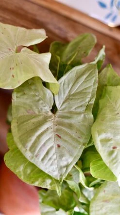 Syngonium Milk Confetti 14 Syngonium Milk Confetti -Happy House Plants Sale Store DSC 2079