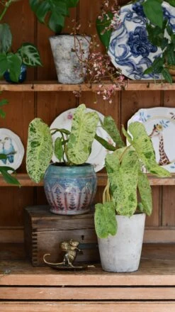 Philodendron Paraiso Verde Variegated (Paraiso Variegata) -Happy House Plants Sale Store DSC 2080