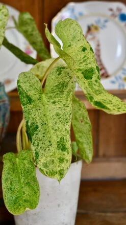 Philodendron Paraiso Verde Variegated (Paraiso Variegata) -Happy House Plants Sale Store DSC 2082