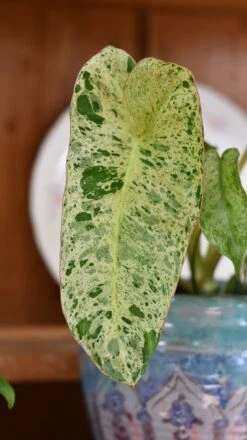 Philodendron Paraiso Verde Variegated (Paraiso Variegata) -Happy House Plants Sale Store DSC 2083