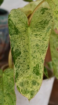 Philodendron Paraiso Verde Variegated (Paraiso Variegata) -Happy House Plants Sale Store DSC 2084