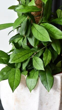 Hoya Callistophylla, Rare Wax Plant -Happy House Plants Sale Store DSC 2103