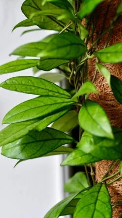 Hoya Callistophylla, Rare Wax Plant -Happy House Plants Sale Store DSC 2105