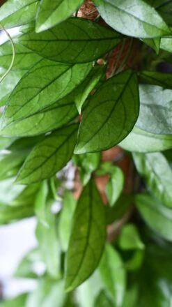 Hoya Callistophylla, Rare Wax Plant -Happy House Plants Sale Store DSC 2108