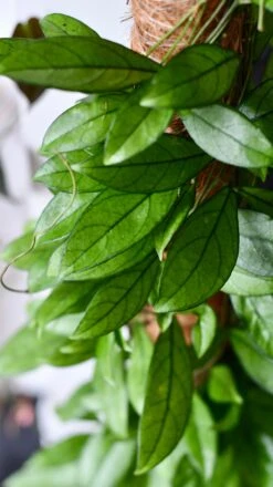 Hoya Callistophylla, Rare Wax Plant -Happy House Plants Sale Store DSC 2109