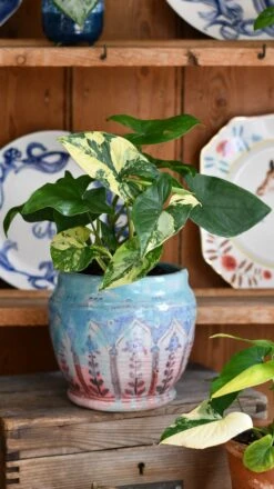 Syngonium Aurea Arrowhead Variegated Houseplant -Happy House Plants Sale Store DSC 2111