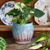 Syngonium Aurea Arrowhead Variegated Houseplant