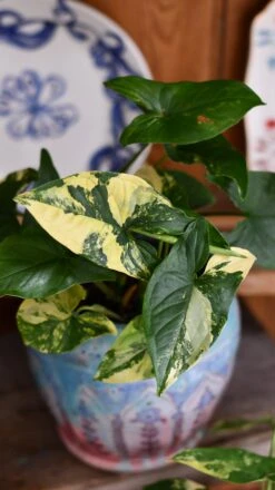Syngonium Aurea Arrowhead Variegated Houseplant -Happy House Plants Sale Store DSC 2119