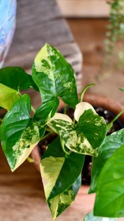 Syngonium Aurea Arrowhead Variegated Houseplant -Happy House Plants Sale Store DSC 2121