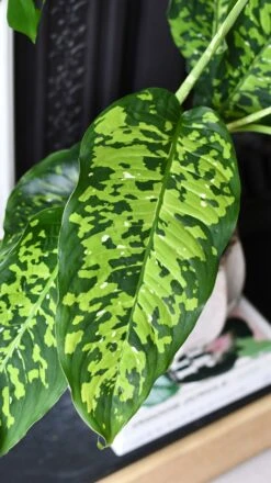 Dieffenbachia 'Cheetah' -Happy House Plants Sale Store DSC 2126