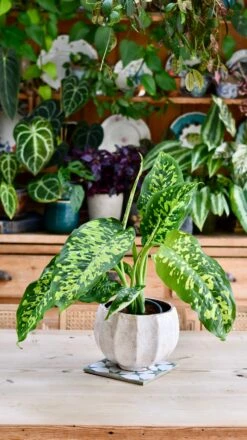 Dieffenbachia 'Cheetah' -Happy House Plants Sale Store DSC 2135