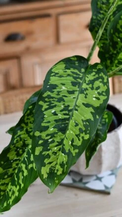 Dieffenbachia 'Cheetah' -Happy House Plants Sale Store DSC 2136
