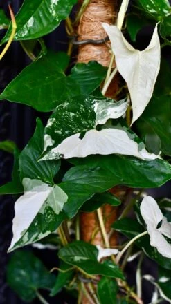 Variegated Albo Syngonium Podophyllum On Moss Pole -Happy House Plants Sale Store DSC 2141