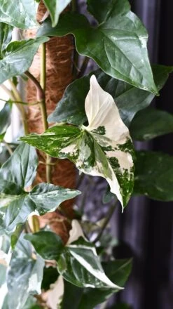 Variegated Albo Syngonium Podophyllum On Moss Pole -Happy House Plants Sale Store DSC 2145