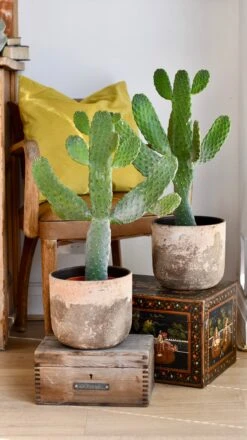Tall Opuntia Rubescens Consolea - Road Kill Cactus -Happy House Plants Sale Store DSC 2192