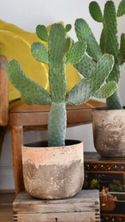 Tall Opuntia Rubescens Consolea - Road Kill Cactus -Happy House Plants Sale Store DSC 2197