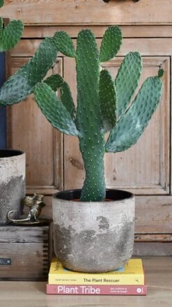 Tall Opuntia Rubescens Consolea - Road Kill Cactus