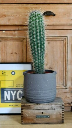 Pachycereus Pringlei, Cardon Cactus Or Mexican Giant Cardon -Happy House Plants Sale Store DSC 2202