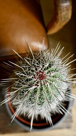 Pachycereus Pringlei, Cardon Cactus Or Mexican Giant Cardon -Happy House Plants Sale Store DSC 2220