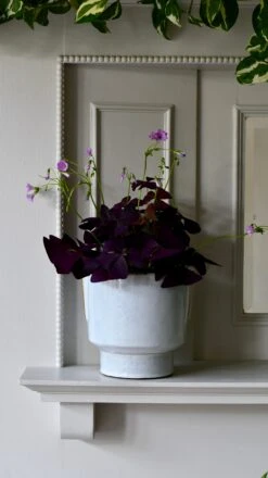 Aries Premium Glaze Handle Planter (14cm Indoor Plant Pot) -Happy House Plants Sale Store DSC 2240 0952aeb3 2571 41aa 9880 6b45d0340107