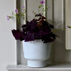 Aries Premium Glaze Handle Planter (14cm Indoor Plant Pot) -Happy House Plants Sale Store DSC 2241 5d0c73fb ed1f 4ee4 abb2 10ba40425398