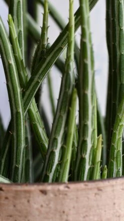 Big Kleinia Senecio (Stapeliiformis, Pickle Plant, Candle Stick Plant) 8 Big Kleinia Senecio (Stapeliiformis, Pickle Plant, Candle Stick Plant) -Happy House Plants Sale Store DSC 2260