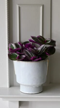 Aries Premium Glaze Handle Planter (14cm Indoor Plant Pot) -Happy House Plants Sale Store DSC 2276 051a3f00 4ecb 4bcf 912f c9182608140f