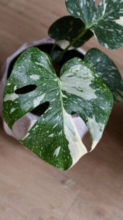 Thai Constellation Cheese Plant - Lots Of White Variegation 15cm X 45cm -Happy House Plants Sale Store DSC 2299