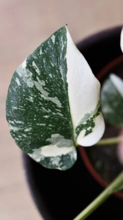 Thai Constellation Cheese Plant - Lots Of White Variegation 12cm X 25cm -Happy House Plants Sale Store DSC 2305 3b79f04d 1960 4666 bc13 f38433b0bbd3