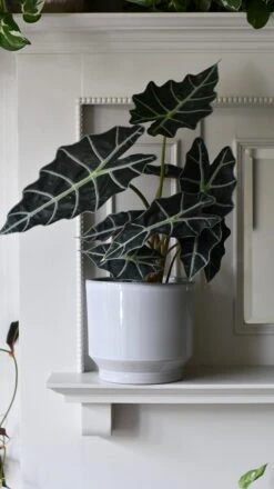 Pebble Premium Glaze Planter (16cm Indoor Plant Pot) -Happy House Plants Sale Store DSC 2311