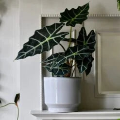 Pebble Premium Glaze Planter (16cm Indoor Plant Pot)