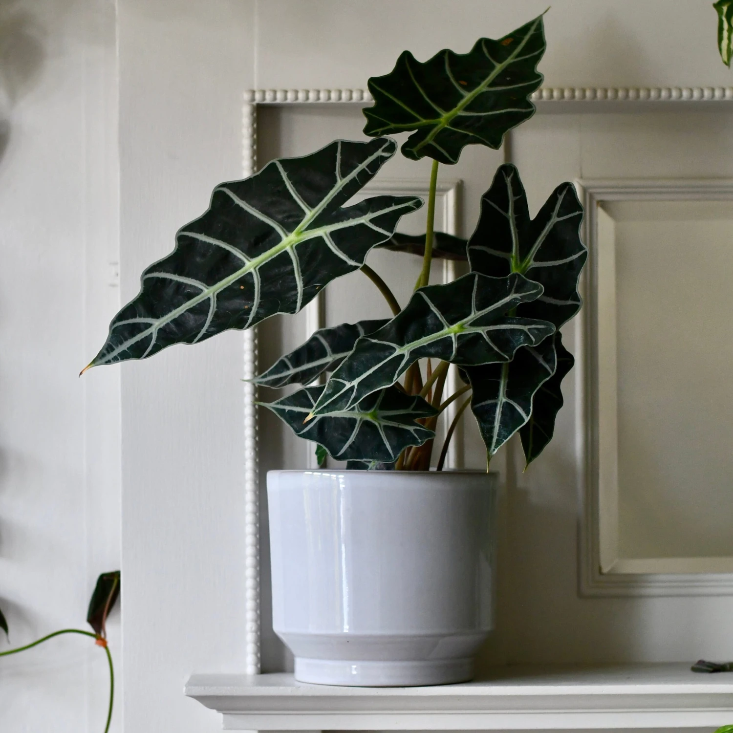 Pebble Premium Glaze Planter (16cm Indoor Plant Pot)