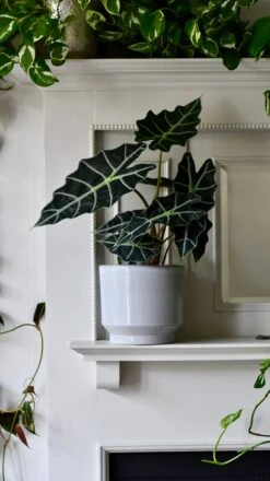 Pebble Premium Glaze Planter (16cm Indoor Plant Pot) -Happy House Plants Sale Store DSC 2316