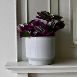 Pebble Premium Glaze Planter (14cm Indoor Plant Pot)