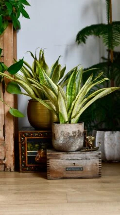Sansevieria Aubrytniana Laureni, Variegated Snake Plant Or Mother-in-Law's Tongue