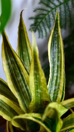 Sansevieria Aubrytniana Laureni, Variegated Snake Plant Or Mother-in-Law's Tongue -Happy House Plants Sale Store DSC 2355