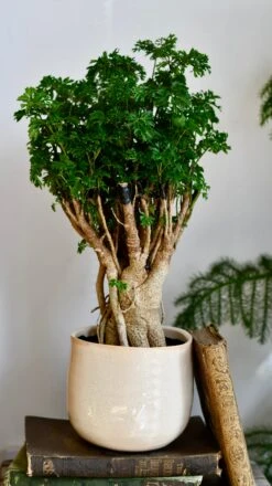 Polyscias Ming Parsely Bonsai | Polyscias Fruticosa Elegans | Happy Houseplants -Happy House Plants Sale Store DSC 2392