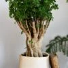 Polyscias Ming Parsely Bonsai | Polyscias Fruticosa Elegans | Happy Houseplants