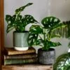 Monstera Obliqua | Monkey Mask | Happy Houseplants
